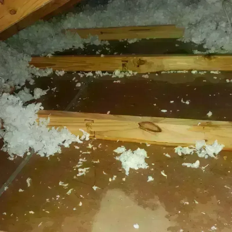 Attic Water Damage in Princeton, TX