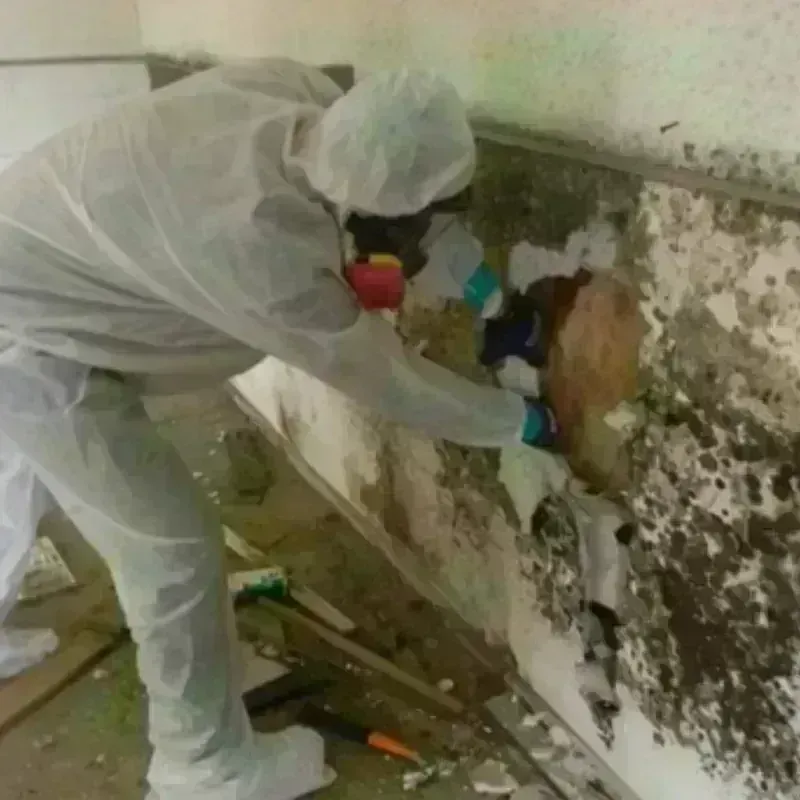 Mold Remediation and Removal in Princeton, TX